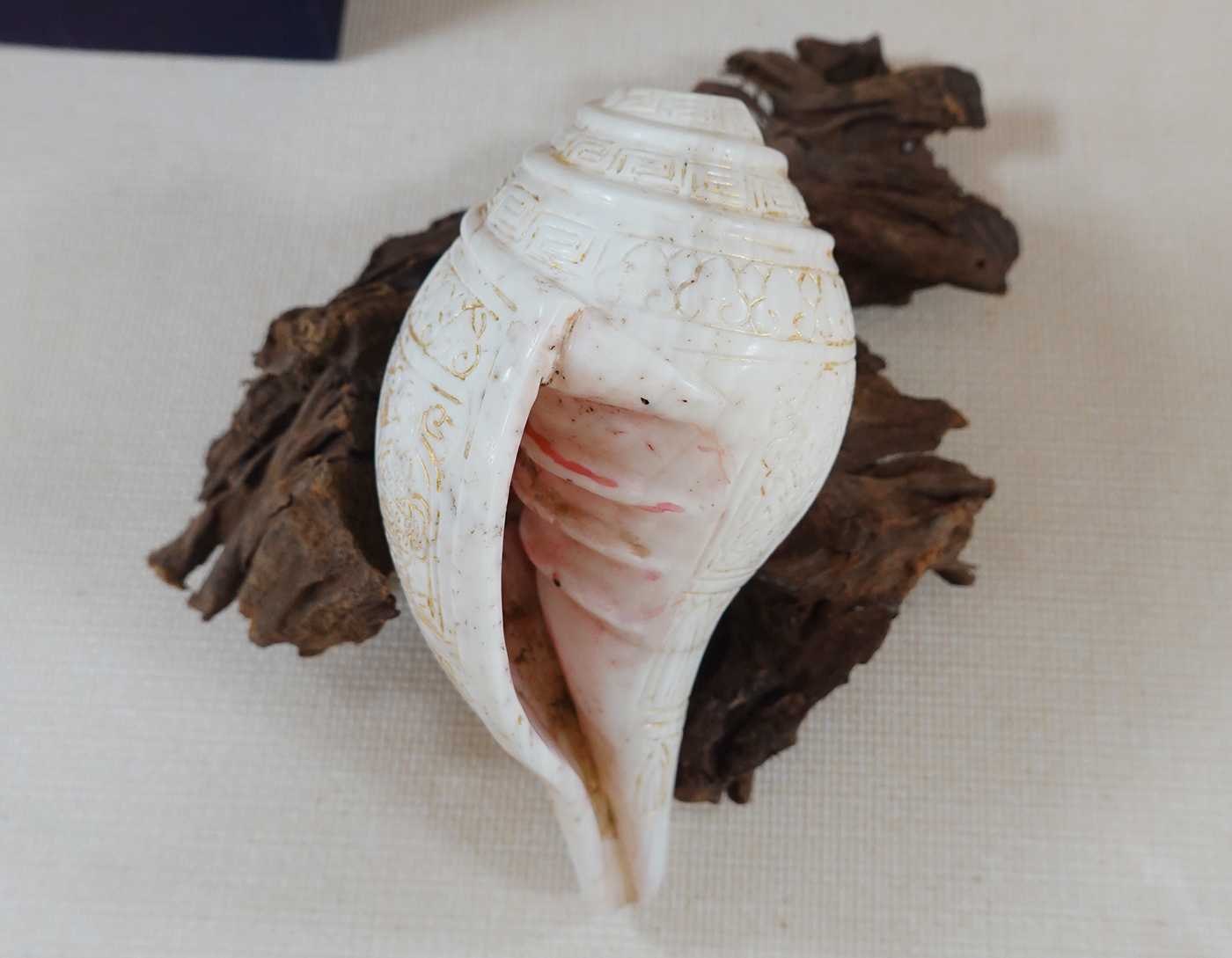 現場展示葉靈毅教授珍貴的收藏品，純種印度白海螺「右旋寶螺」定風珠。