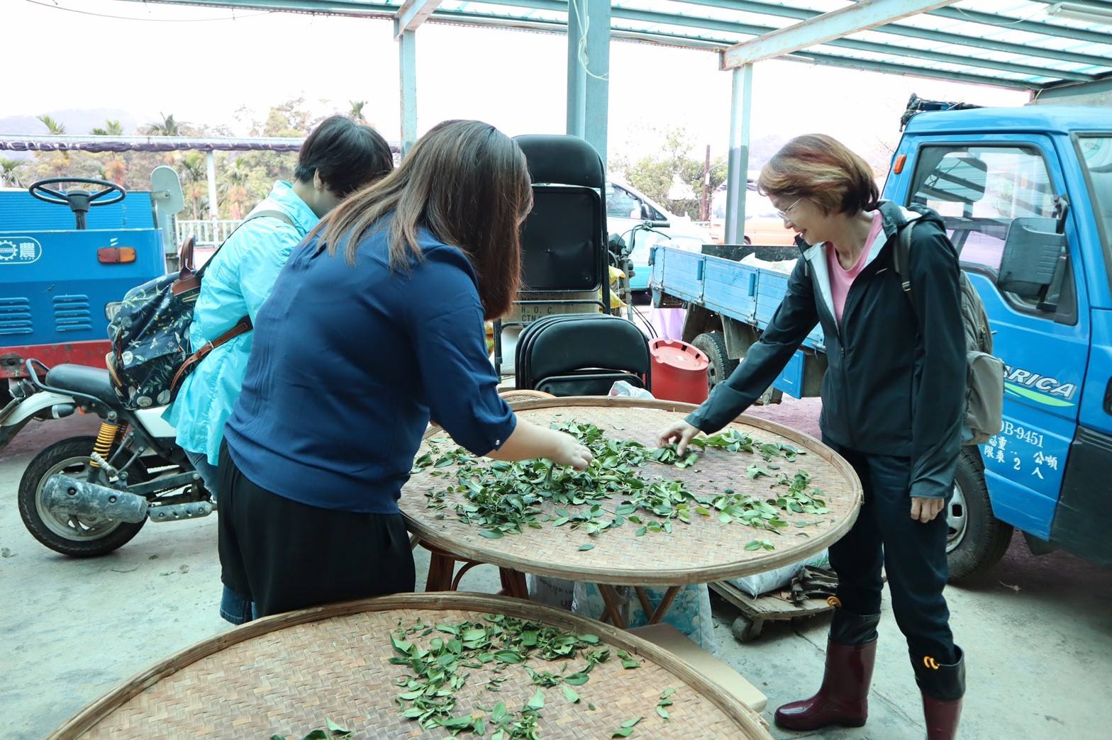 由在地茶農，帶領學員們親臨茶園，了解整個石碇「茶產業」的發展與演變、介紹整個茶園的生態系、茶樹的生長環境